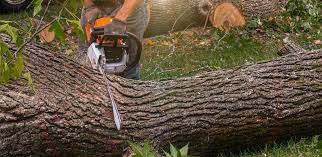 Reliable Sidney, MT Tree Services Solutions